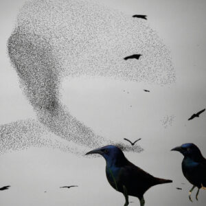A Starling Story